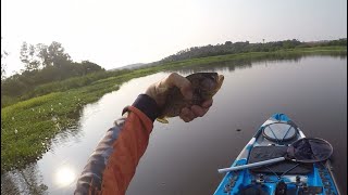 Piranhas no ferrinho rio Mogi Guaçu em Itapira [upl. by Filmore]