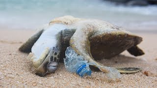 POWERFUL VIDEO Why We Need to Stop Plastic Pollution in Our Oceans FOR GOOD  Oceana [upl. by Terrel]