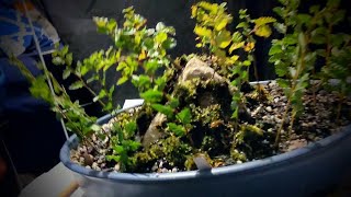 How to make a Root over Rock Bonsai Forest  Part 2   pruning the Nothofagus mother tree [upl. by Sayre]