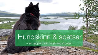 Hundskinn och spetsar [upl. by Sachiko]