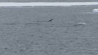 Porpoising sea lions amidst Arctic ice shelves in northern Spitzbergen [upl. by Nadda]