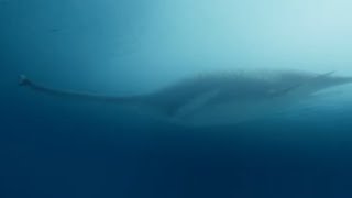 Mysterious Sea Creature Spotted Near North Carolina Coast [upl. by Suivatra]