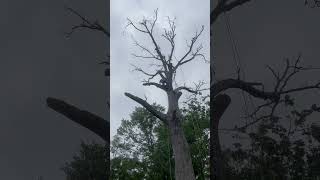 Dead water oak removal for Habitat For Humanity treework volunteer nonprofit arborist [upl. by Gney]