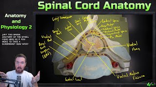 Spinal Cord  Gross Anatomy [upl. by Nortad]