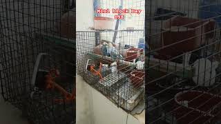 Like comment share subscribe budgies pets parrot [upl. by Eenerb]