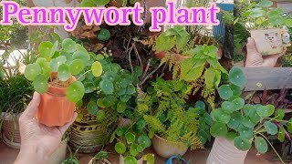 पेनीवोट का पोधा इस तरह चलेगा सलो साल How to grow and care pennywortpennywortplantcar [upl. by Banna]