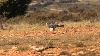 quebrantahuesos Gypaetus barbatus despellejando [upl. by Malinin]