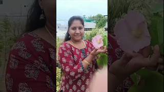 ఒక్క దెబ్బ కు 2 రంగులుGarden video flowerssk trends and vlogs [upl. by Phyl]