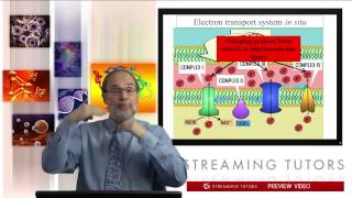 Biochemistry Oxidative Phosphorylation tutorial [upl. by Frohman346]