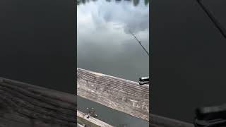 Is this the NEW BEST BFS Rod fishing bfsfishing [upl. by Joete]