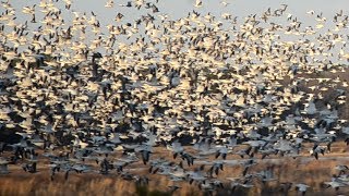 Flock of birds flying with sounds [upl. by Oicam]