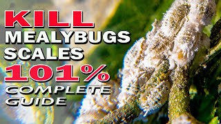 Best Ways to Kill Mealybugs and Scale Insects 101  Complete Guide [upl. by Mchale]