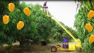 Mango Harvesting Machine  How to Mango Picking  Mango Farm Agriculture Technology [upl. by Aara32]