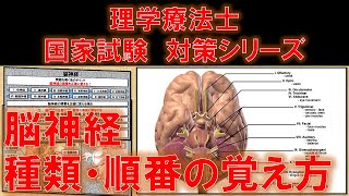 脳神経：種類と順番の覚え方！ ～No 126 理学療法士国家試験対策 シリーズ～ [upl. by Melisandra]