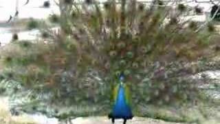 Peacock in full strut [upl. by Lomaj]