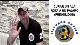 CURAR EL ALA ROTA DE NUESTRO JILGUERO FRINGILIDOS 🐦🤔 SÍGUEME EN CANAL MUNDO JILGUERO 🚩😜 [upl. by Sawyer]