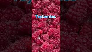 How different between two berries loganberry tayberry shorts [upl. by Grevera]