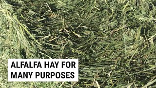 Benefits of Multipurpose Alfalfa Hay In Your Garden [upl. by Dagnah333]