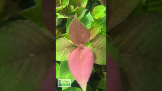 Wow Hygrophila Corymbosa Cherry Leaf 🍒 [upl. by Hahnke339]