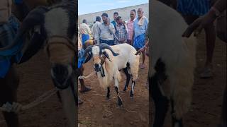 BIGGEST SHEEP BAKRA GUDUR SHEEP MARKET today [upl. by Murdock916]