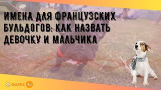 Имена для французских бульдогов как назвать девочку и мальчика [upl. by Amery]