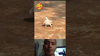 Amazing bird video reaction 🥰dance funny comedy shorts short [upl. by Nylkaj617]