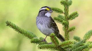 Whitethroated Sparrow II [upl. by Ecilahc]