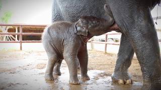 Baby Elephant Taking Mothers Milk  Elephants World [upl. by Oirogerg594]