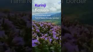 Kurinji Flowers bloom once in 12 years somewhere near Tamil Nadu Kerala Border kurinji [upl. by Annagroeg859]