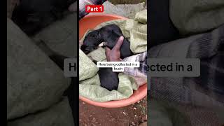 Part 1 Journey of our rescued babies dogs cute rescuepup puppyhood dalmation puppyraiserpets [upl. by Annad]