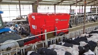 How to feed ration in dairy cows  Feeding Breeding heifers [upl. by Magnus]