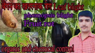 phomopsis blight brinjalbrinjal leaf blightfruit rot in brinjal [upl. by Gelasius]