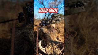 BOW Headshot on GIANT Warthog🔥❗️ 40 Yard Kill Shot on Massive Pig🤯 elitearchery hunting [upl. by Enehpets]