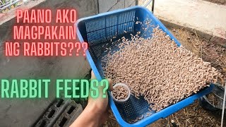 PAANO AKO MAGPAKAIN NG RABBIT FEEDING GUIDE [upl. by Jillie772]