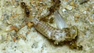 Tetramorium caespitum workes feeding on cricket [upl. by Annaek784]