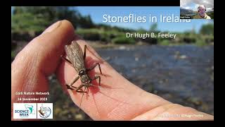 Stoneflies by Hugh Feeley  Cork Nature Network [upl. by Bernardine]