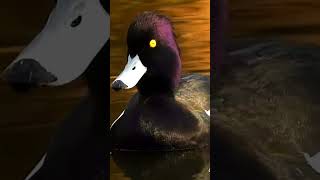 Real sounds of tufted ducks kuifeend tufted [upl. by Magdalen]