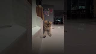 Funny Animal Videos 🤣🔥 Best Compilation 2024 funnycats [upl. by Patton]