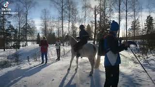 Oslo 170224 Hest på skiløypa Maridalbyggda tun Nordmarka Oslo Norway 🇳🇴 [upl. by Ayhtak]