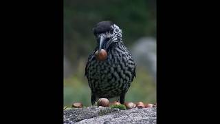 Burung membantu menyebarkan benih pohon Pinus  Spotted Nutcracker hewan [upl. by Yeneffit916]