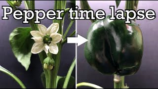 Growing peppers time lapse  flower to fruit in 60 days [upl. by Ativahs948]