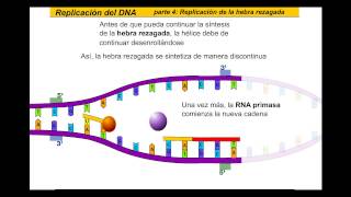 Replicación del ADN Español [upl. by Cormier]