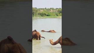 Camels swimming in water shorts shortvideo youtubeshorts [upl. by Apple]