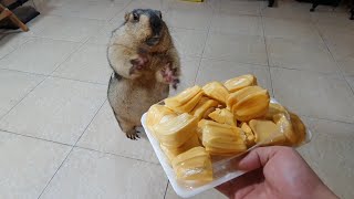 marmot funny eats jackfruit for the first time [upl. by Ikcir717]