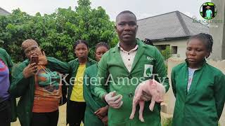 Castration and Iron Dextran Injection for Piglets Pig Farming [upl. by Llewoh]