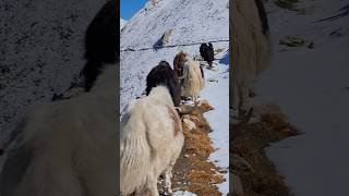 Yaks of the Highlands  shorts shortsfeed highlands animals wildlife highlandlife [upl. by Chao]