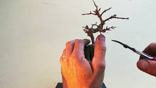 2 min bonsai 3 root over rock tridents [upl. by Enened]