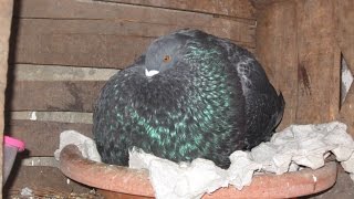 pigeon gaditano Maroc 2014 said bahi de temara  06 68 199 177 [upl. by Neoma]