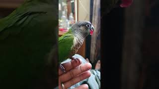 Green cheek Conure [upl. by Emarej]