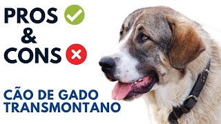 Cão de Gado Transmontano Pros and Cons  Transmontano Mastiff Dog Advantages and Disadvantages [upl. by Kendra]